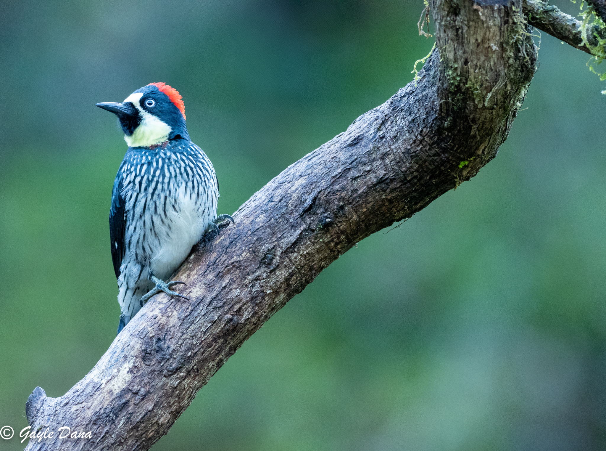 Acorn Woodpecker